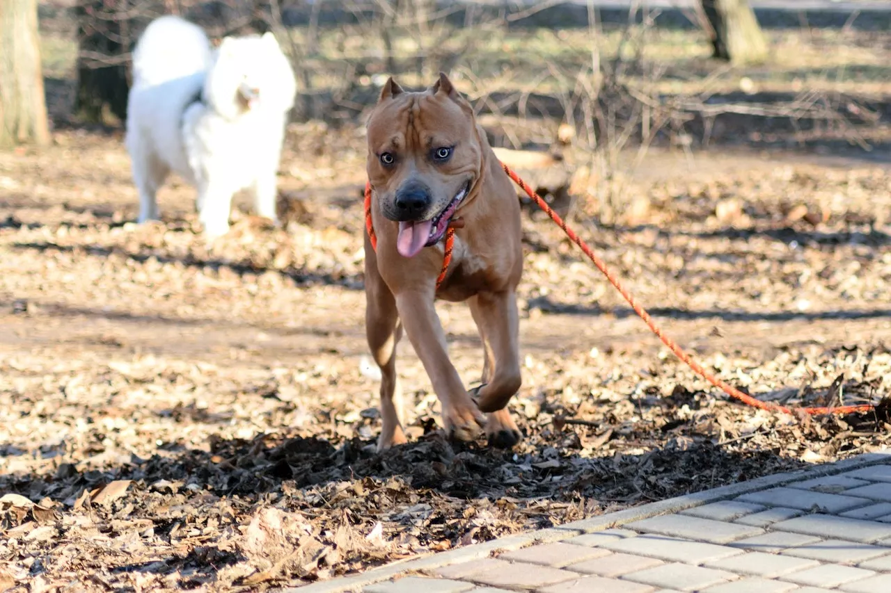 YouTube-'Hundetrainer' wegen Qual-Methoden festgenommen