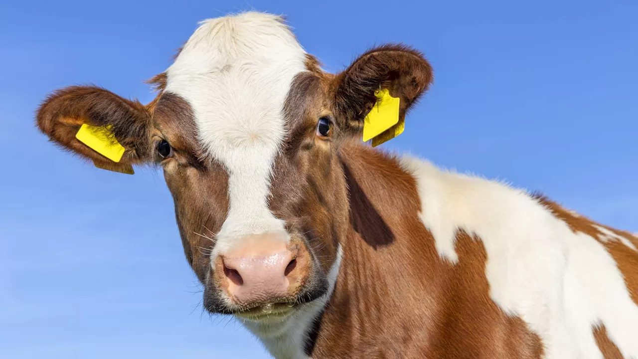 Scientists engineer climate-smart cows with 10 to 20 times more milk