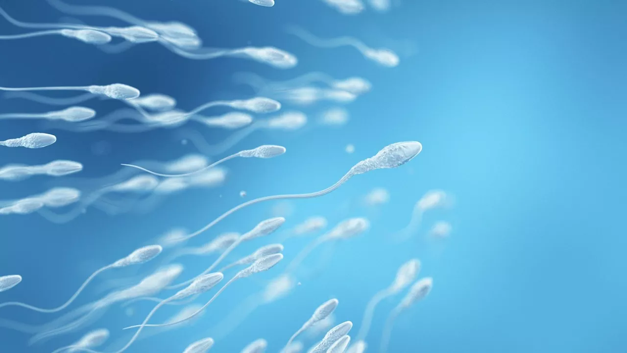 Sperm swims differently in fluctuating fluid conditions, finds study