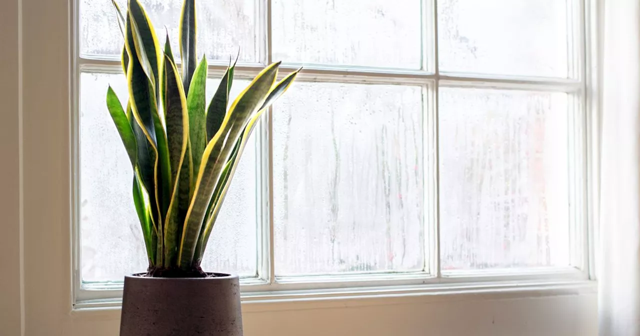 Stop condensation on windows with six plants that can control moisture naturally