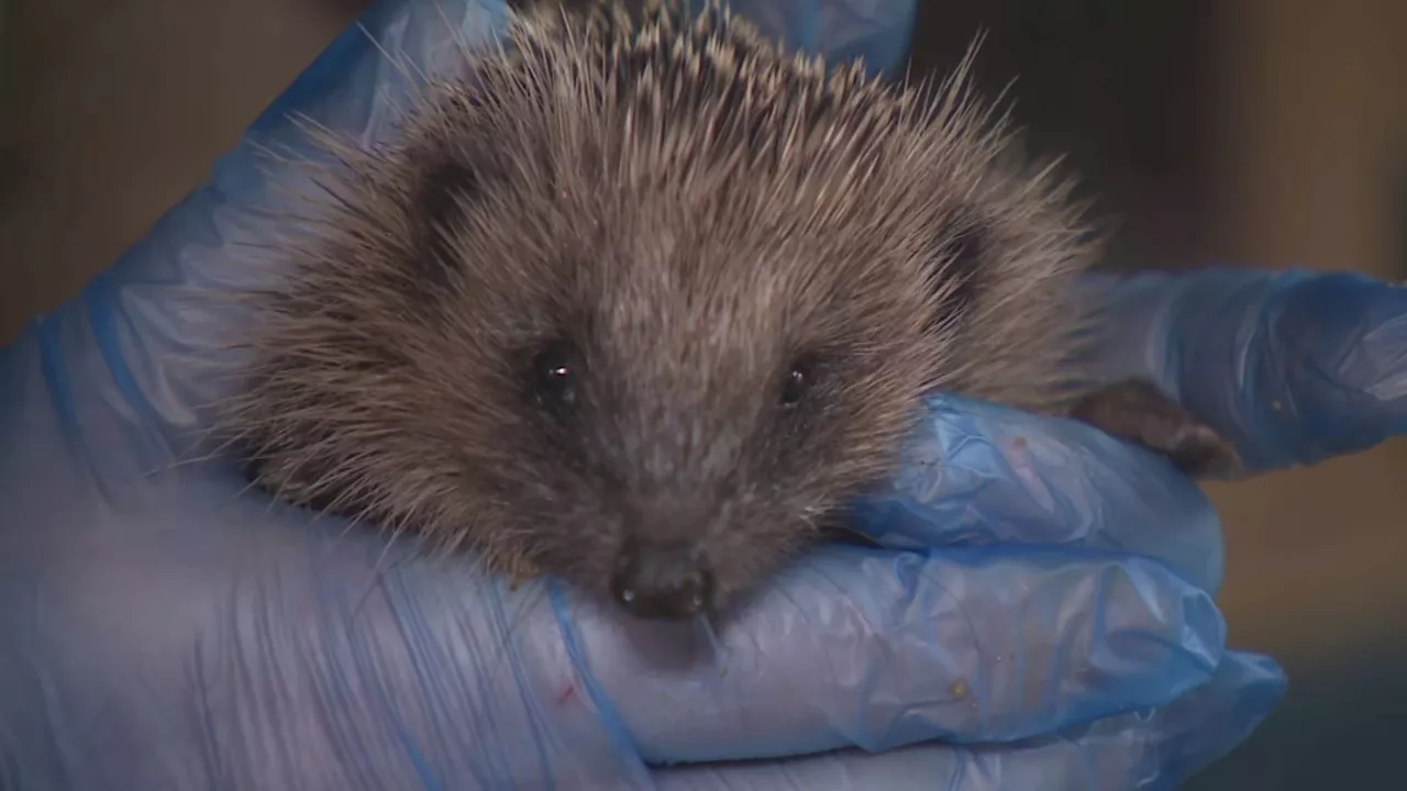 Dozens of baby hedgehogs flushed out of nests in downpours