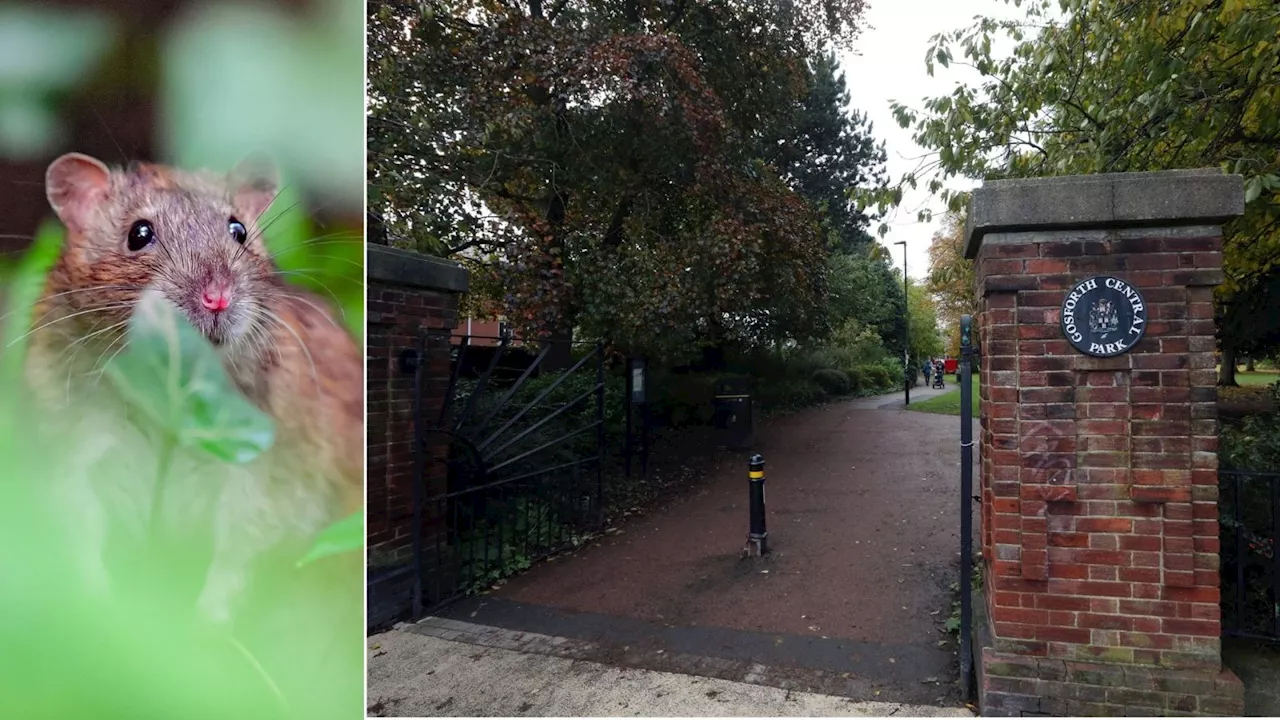 Plague of 'massive' rats taking over Gosforth Central Park prompts call for action