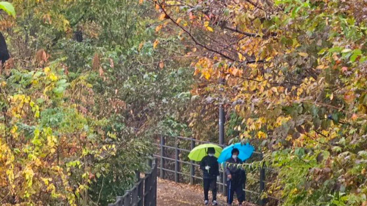 단풍 구경도 벌써 끝?…주말 '요란한 가을비' 전국 쏟아진다