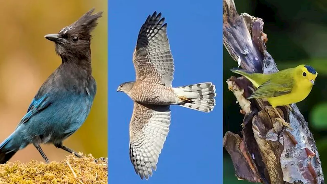 These American birds and dozens more will be renamed, to remove human monikers