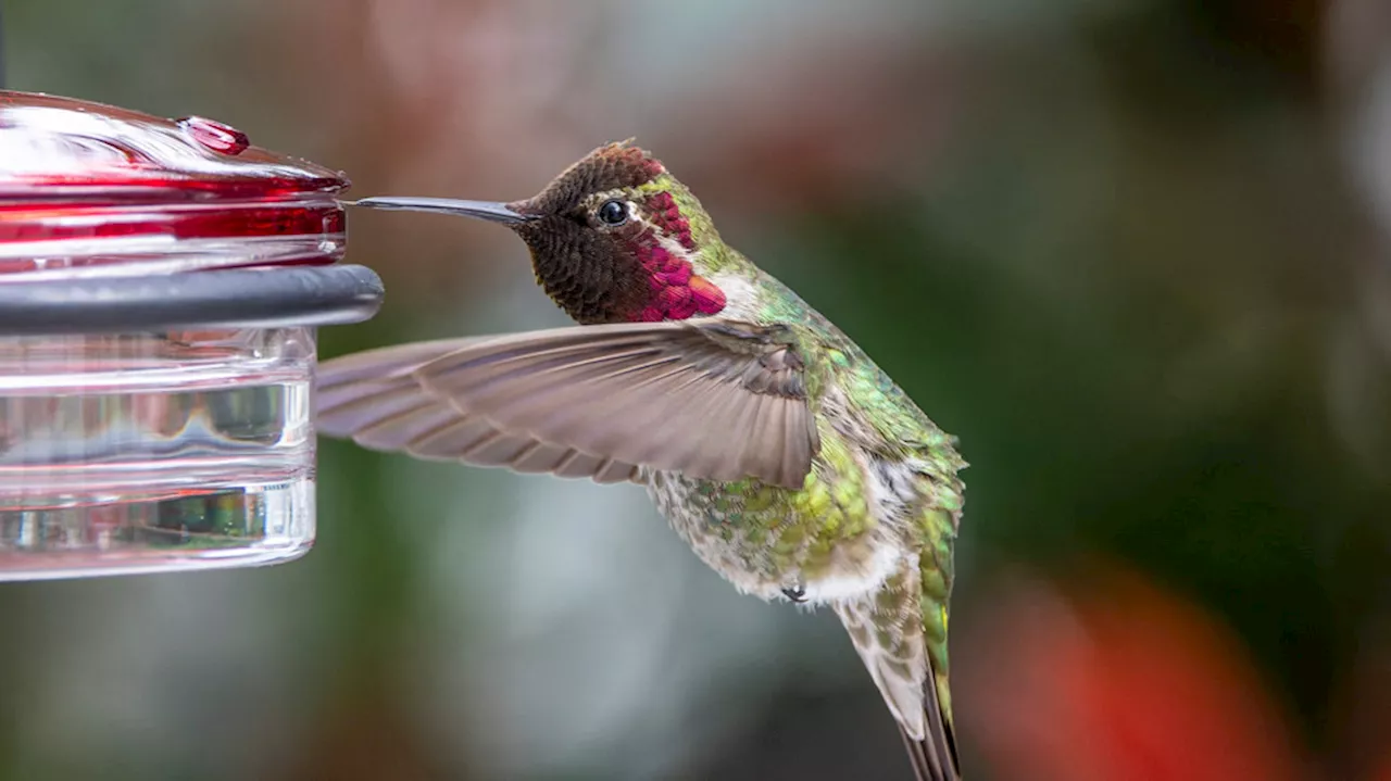 Bird names 'clouded by racism and misogyny' to be changed by American Ornithological Society