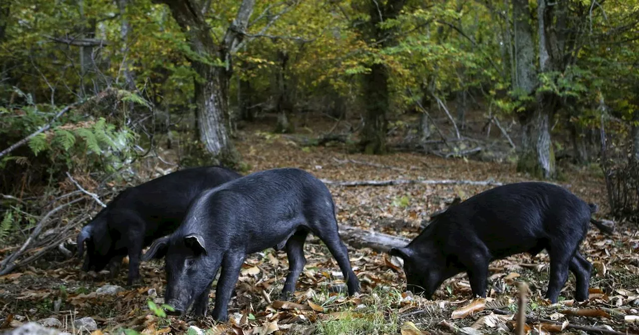 Un enfant attaqué par des cochons en Corse