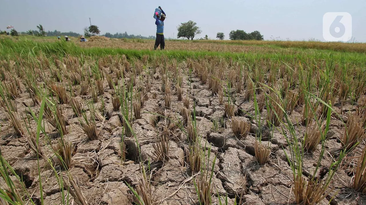 Harga Beras Melonjak ke Level Termahal Mahal Dalam 4 Tahun, Ini Biang Keroknya