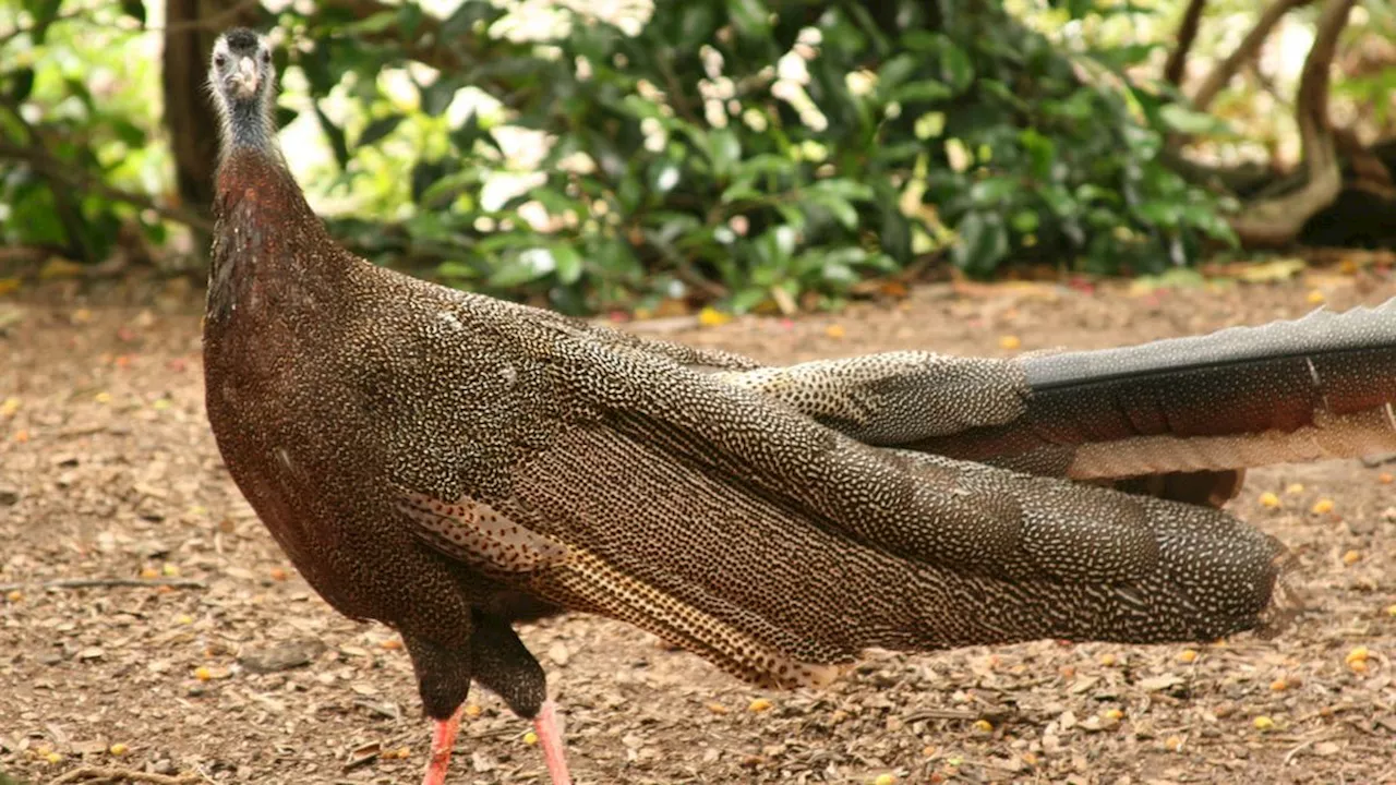 Mengenal Burung Kuau Raja, Pernah Dianggap Punah Kini Ditemukan Lagi