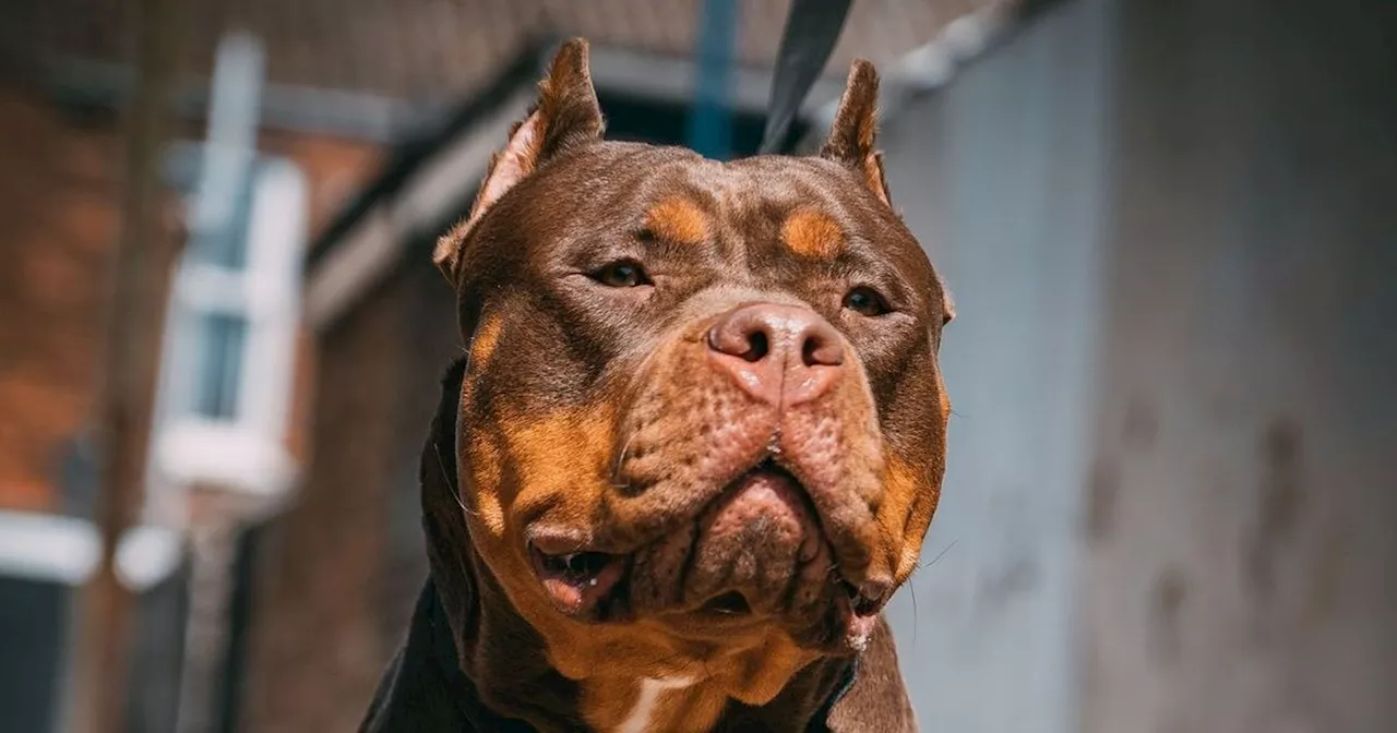 Exact date XL Bully dogs will be banned in UK as new rules passed