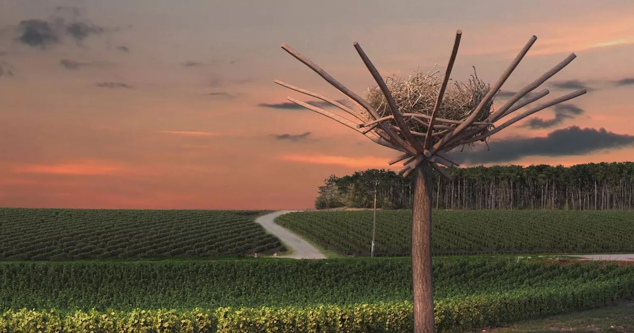 De la vitiforesterie aux abeilles sentinelles, comment les maisons de vin et de Champagne réinventent la filière