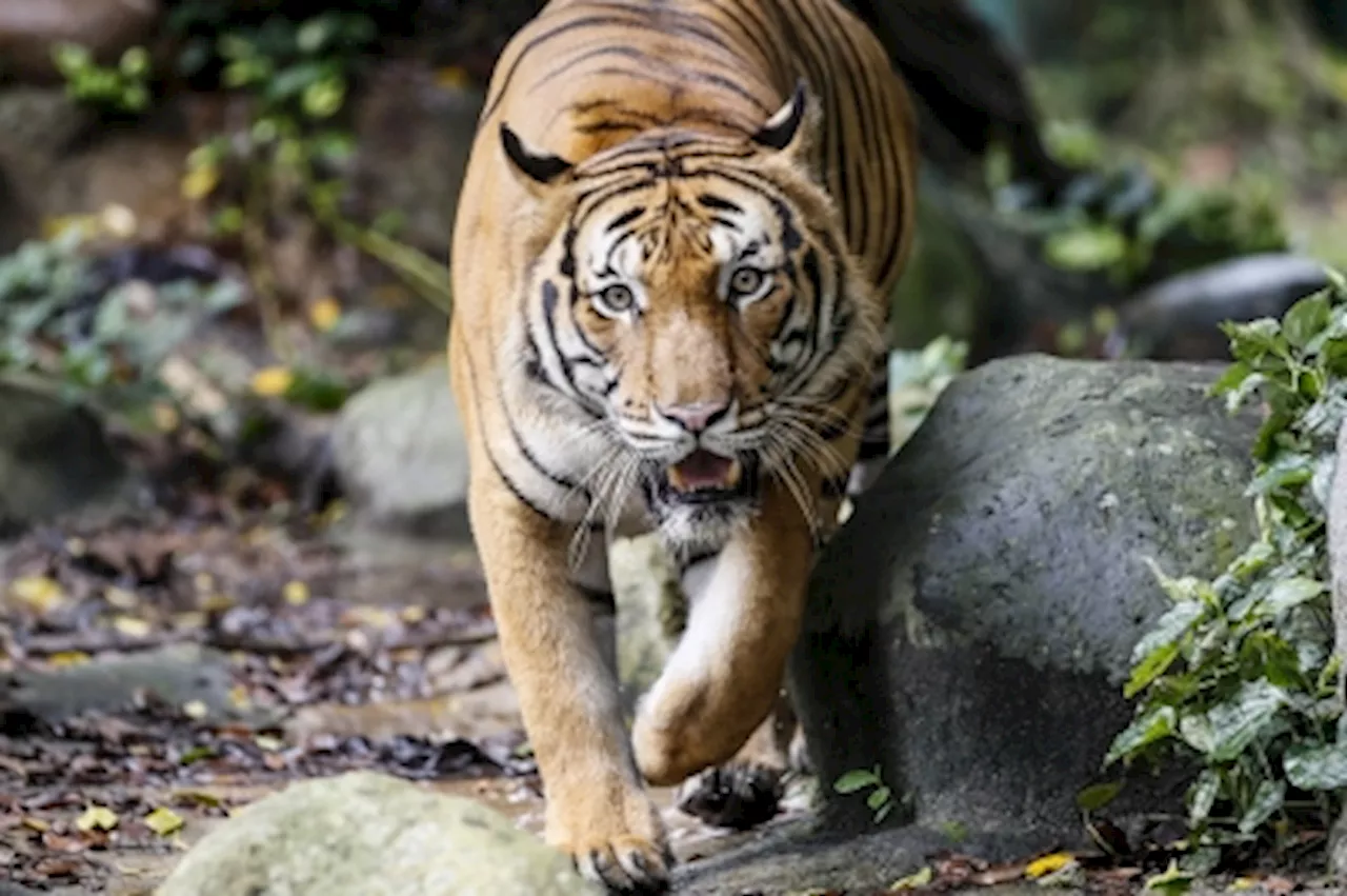 In Perak, Orang Asli headman cautions tourists over tiger presence near Pos Kuala Mu