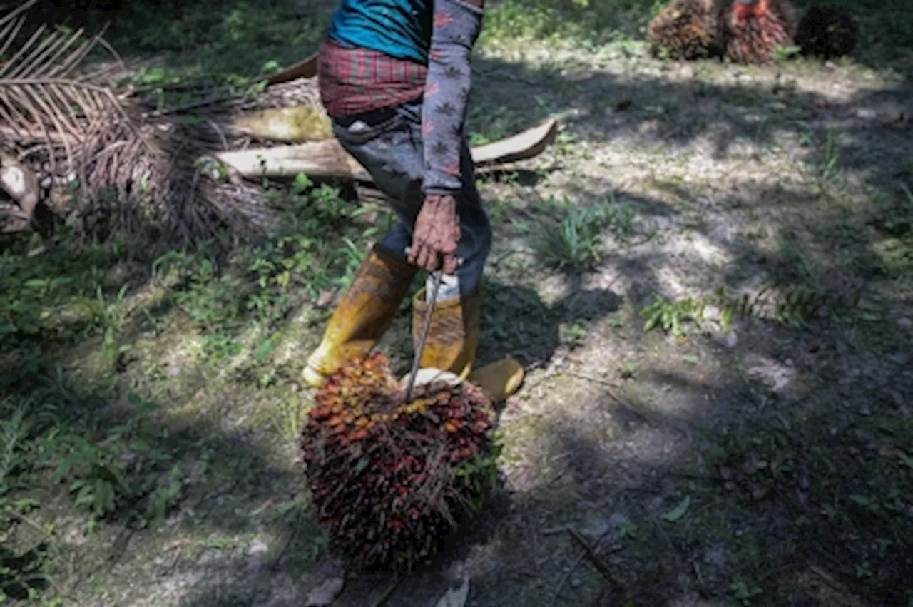 Plantation Ministry: Malaysia records RM41b palm oil exports from Jan-Aug 2023