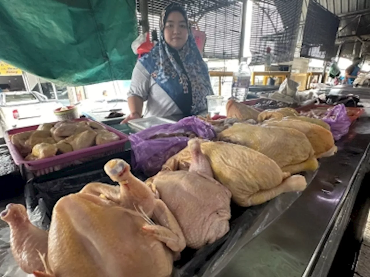 Sibu chicken traders keep to existing price, but not ruling out hike