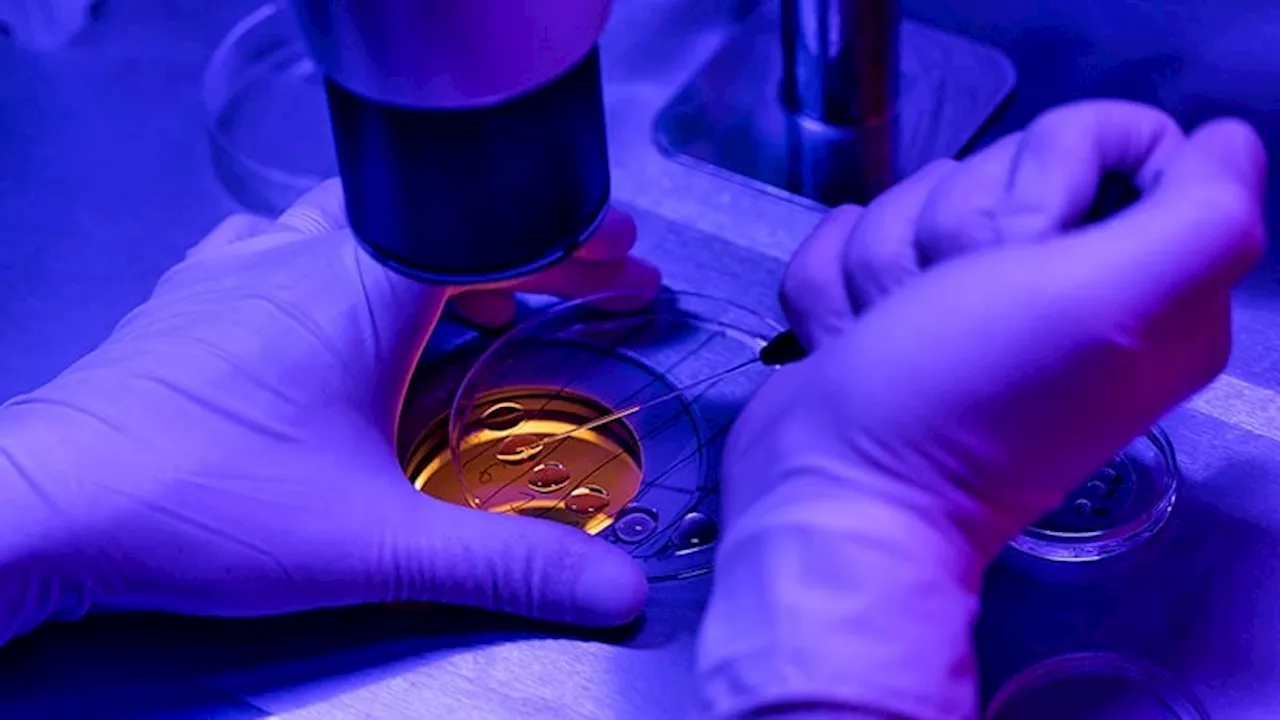 AI Algorithm Aids Egg Retrieval Date During Fertility Treatment Cycles