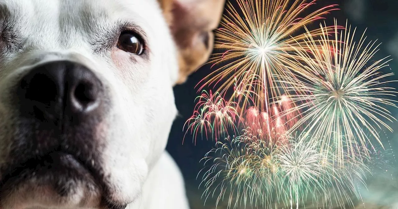 Amazo £17 gadget hailed a 'game changer' for anyone with a dog on bonfire night