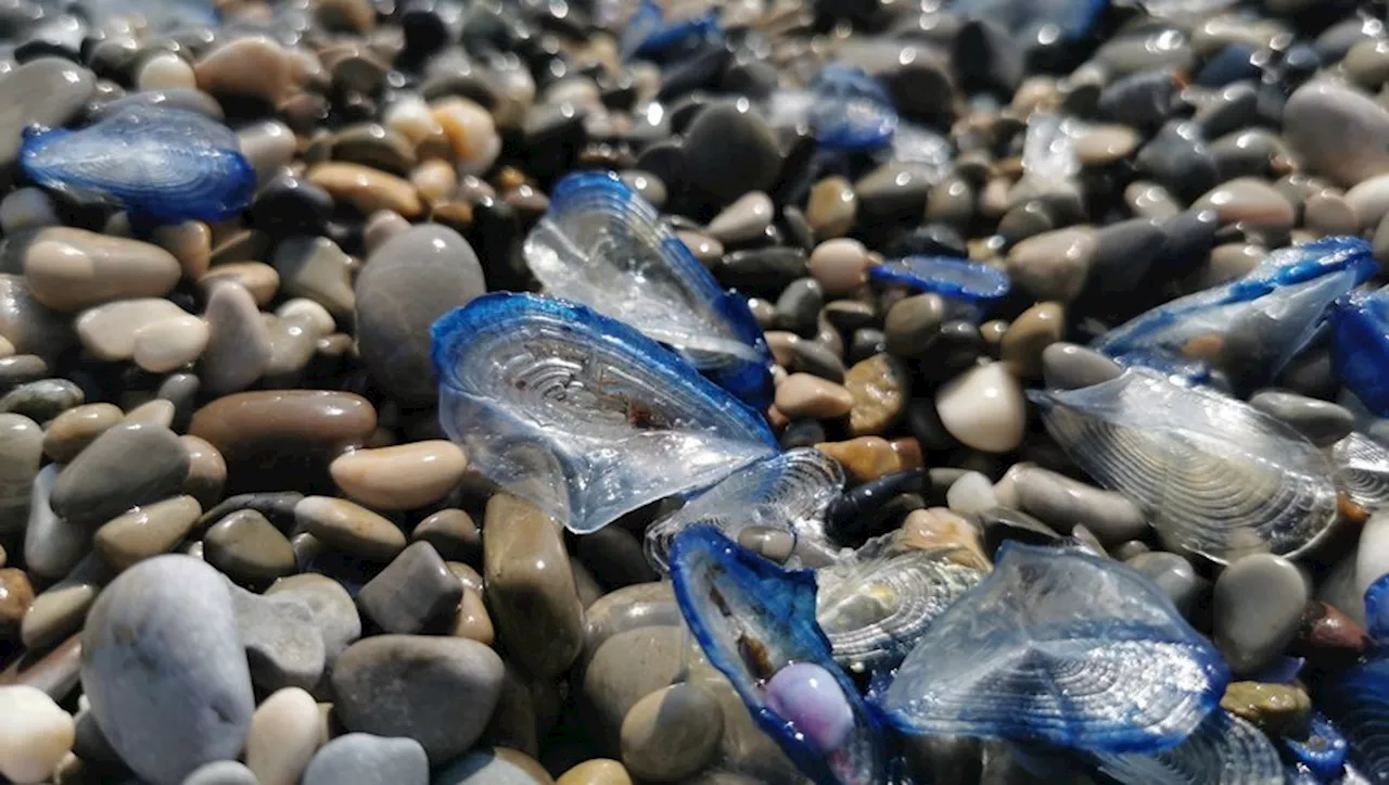 Que sont ces curieux animaux aquatiques échoués par centaines en Gironde après la tempête Céline ?