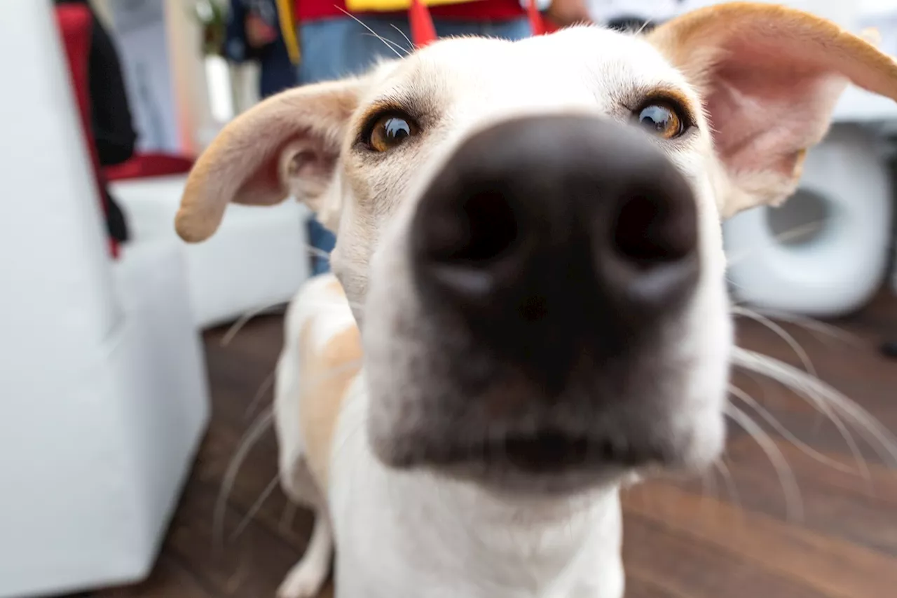 Anuncian Primera Jornada de Adopción de Animales de Compañía en Edomex