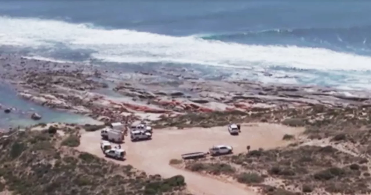 Surfer's body missing after suspected fatal shark attack in South Australia