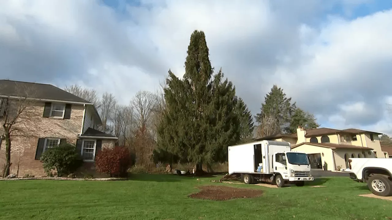 Rockefeller Center reveals 2023 Christmas Tree: Here are the important dates and info