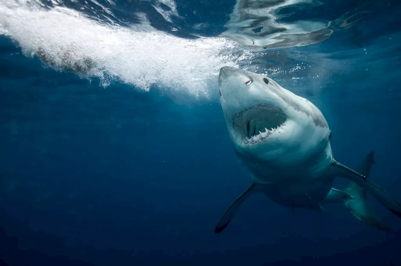  These magnetic SA-made shark barriers are now used in the Bahamas