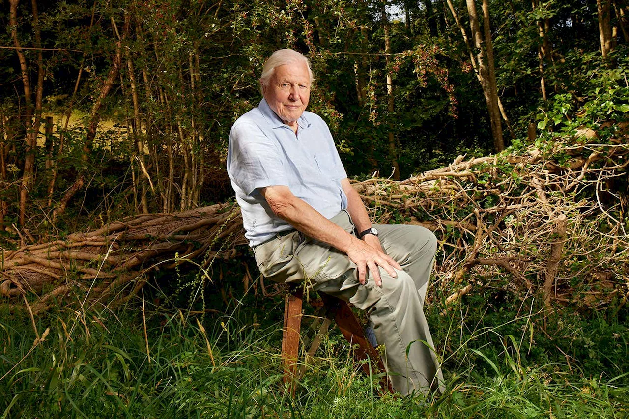 Planet Earth III: David Attenborough's 'hold your breath' moments