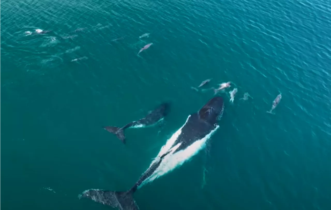 Dolphins Help Lost Whale and Calf in Heartwarming Video