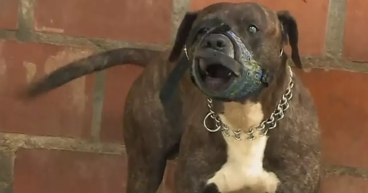 ¿Qué pasará con Aquiles, el pitbull que mató a una niña de 2 años en hogar del ICBF?