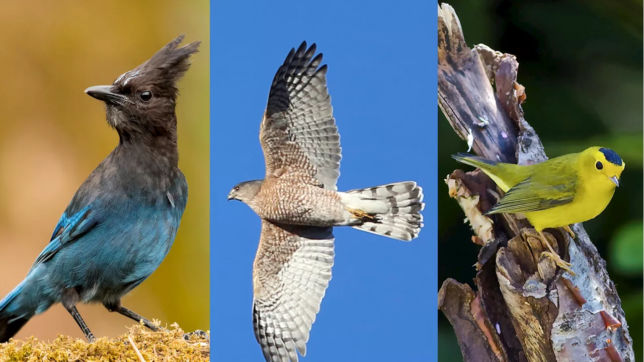 These American birds and dozens more will be renamed, to remove human monikers