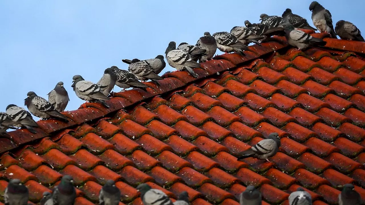 Berlin & Brandenburg: Tierschutz: Behörden müssen gegen Taubentötung vorgehen