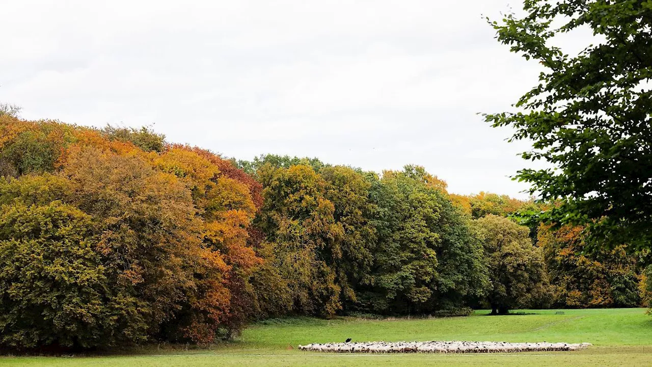 Nordrhein-Westfalen: Wechselhaftes und mildes Herbstwetter in NRW erwartet