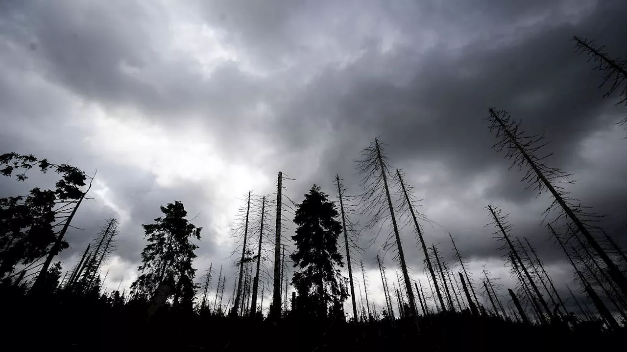 Sachsen-Anhalt: Nationalpark Harz ertüchtigt Wege und Brücken für Waldbrände