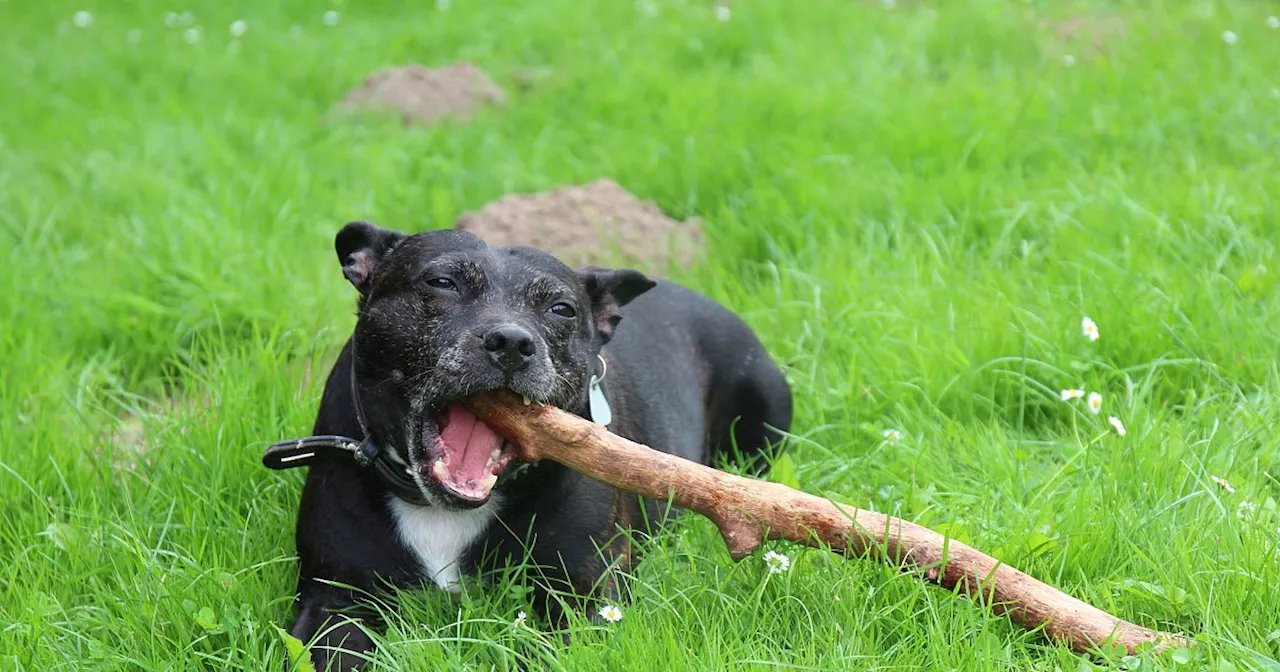 Weitere Option für neue Herforder Hundewiese möglich