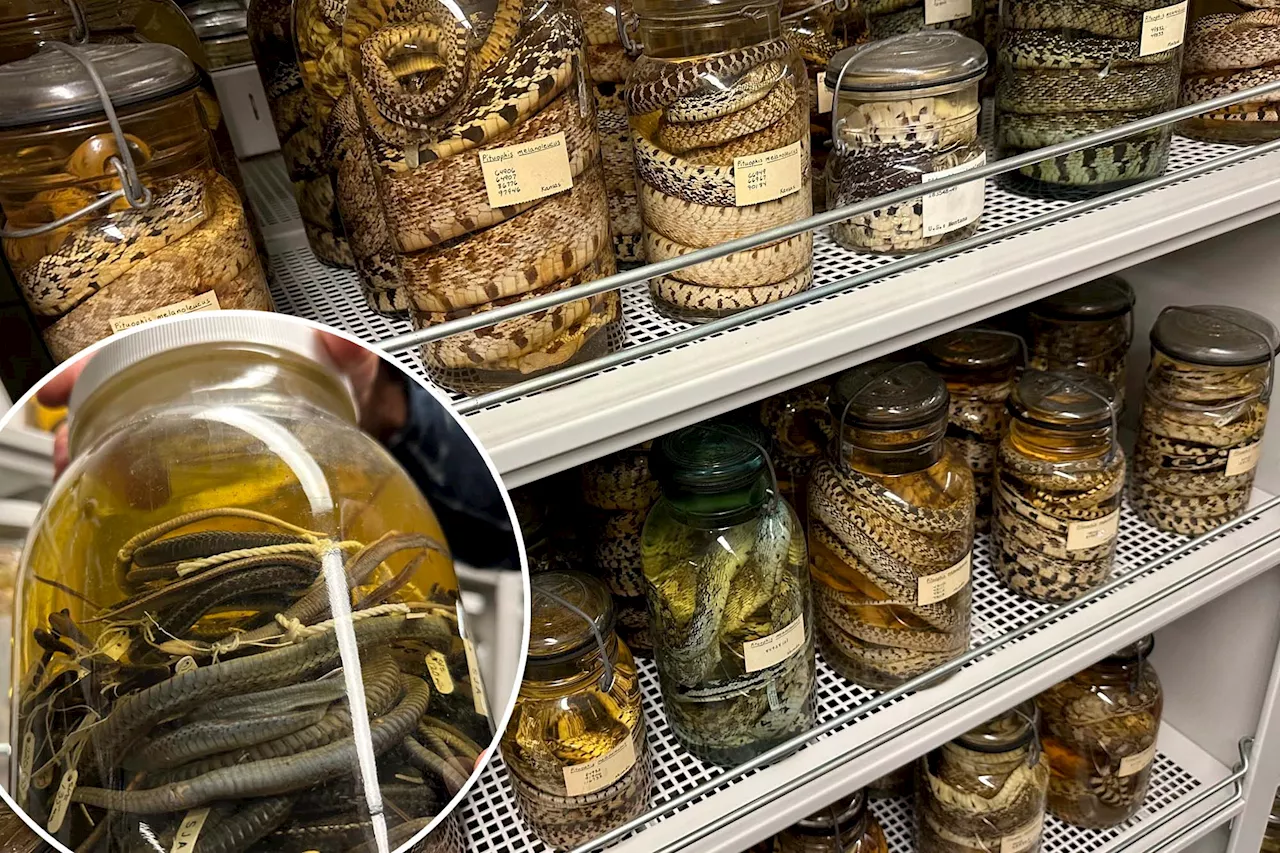 University of Michigan museum now home to largest collection of snakes in the world