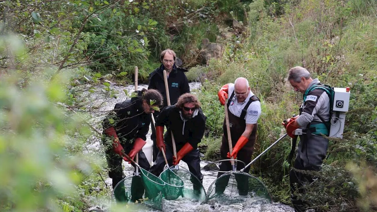 En Normandie, la destruction des barrages est déjà un succès pour l’environnement