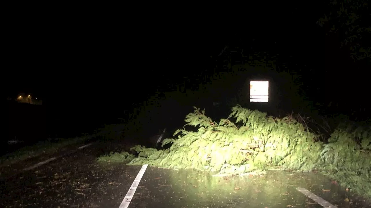 Tempête Ciaran. Déjà 40 arbres tombés et 105 interventions des pompiers dans le Morbihan à 22 h