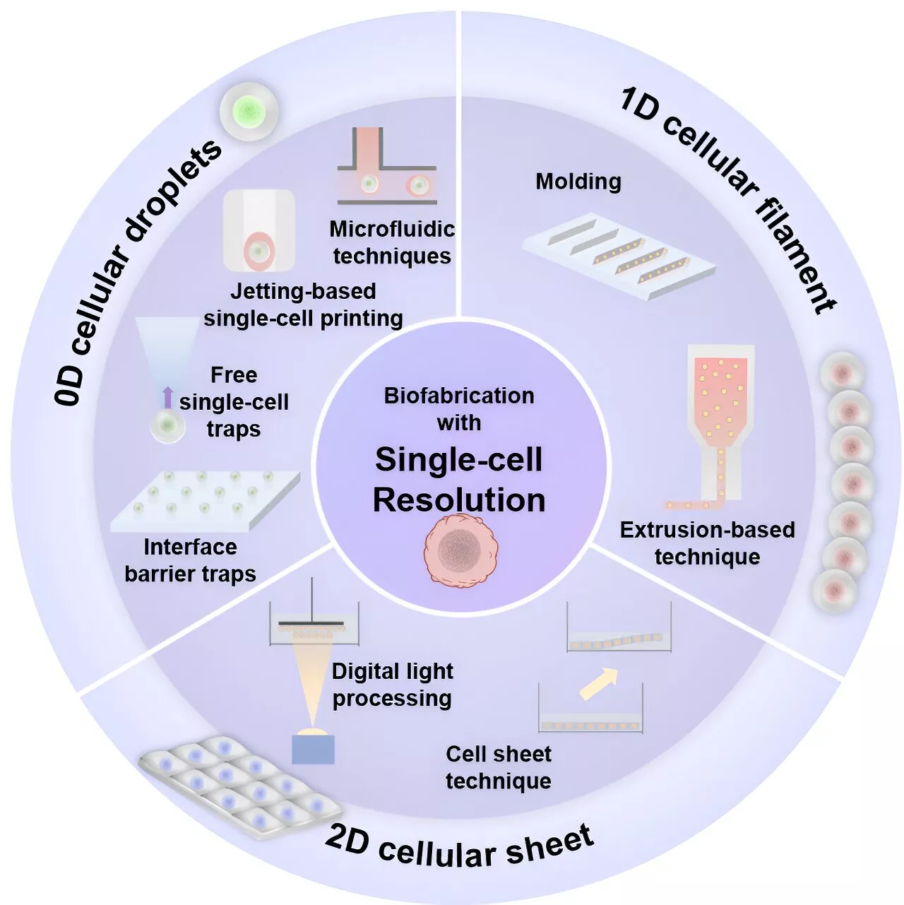 Review explores biofabrication strategies with single-cell resolution