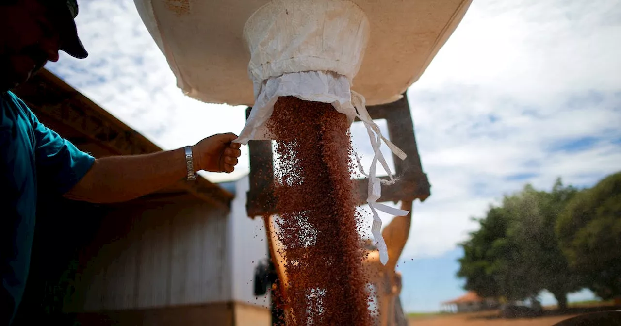 Brazil child cancer deaths linked to soy farming, study finds