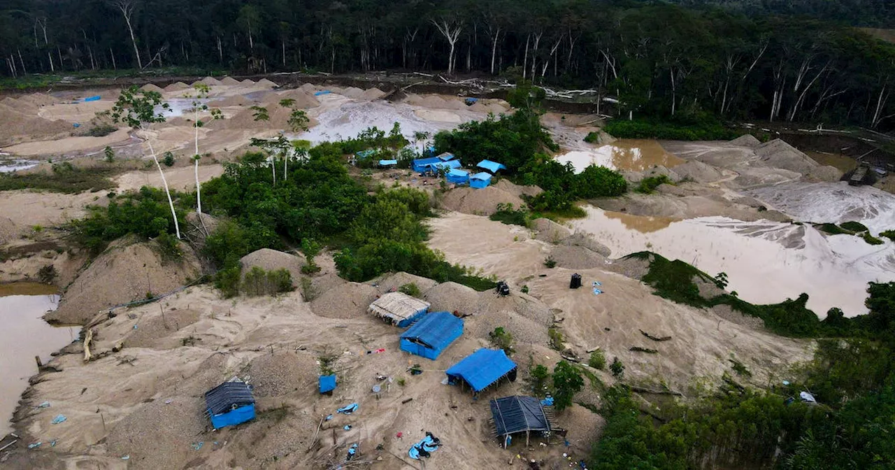 Gold mining spreads mercury to tropical birds, study says