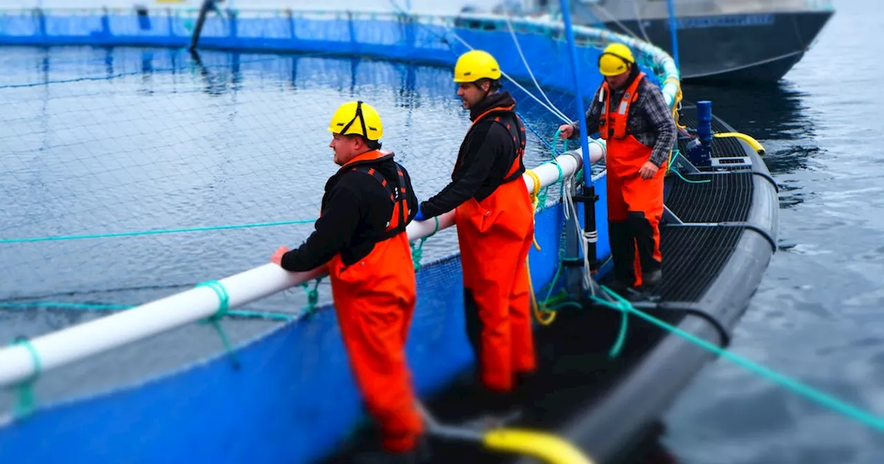 Milestone reached: Grieg Seafood delivers first harvest of farmed Atlantic salmon from Placentia Bay operation