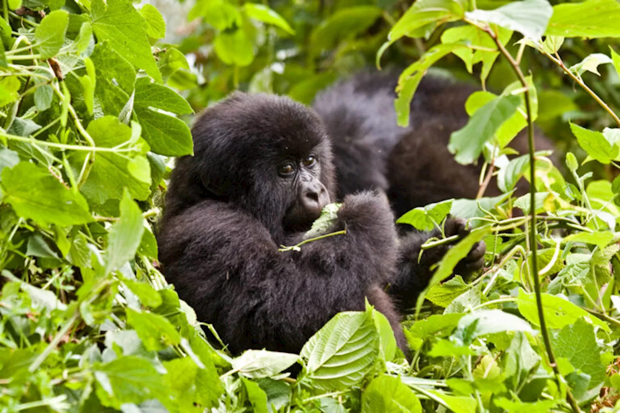 Gorilla permit fraud dents community-led conservation efforts in Uganda