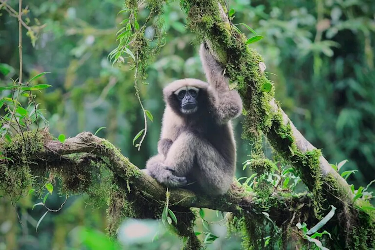 Myanmar’s primates and their guardians need more support, study says