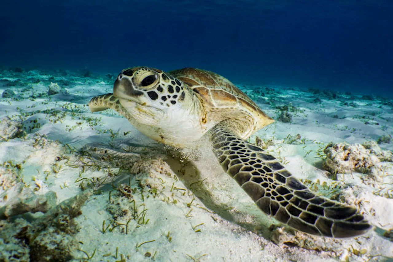 New Caledonia expands strictly protected coverage of its swath of the Pacific