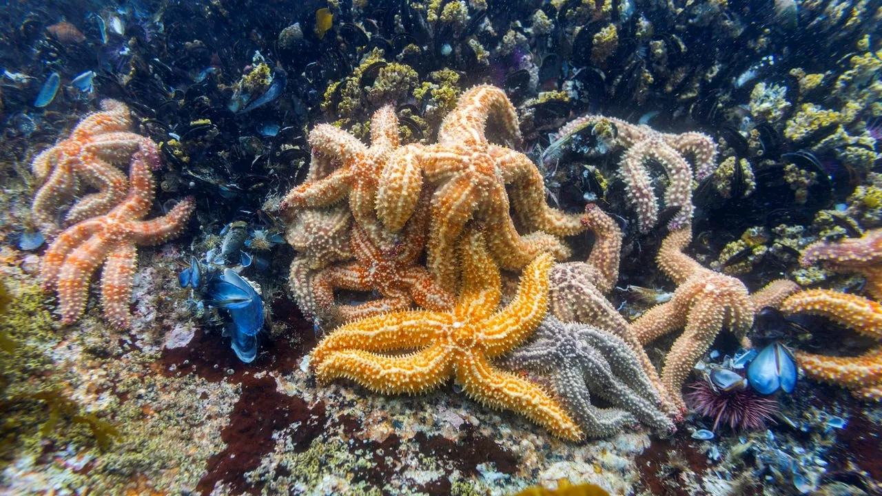 El misterio de las estrellas de mar: un nuevo estudio sugiere que son todo cabeza