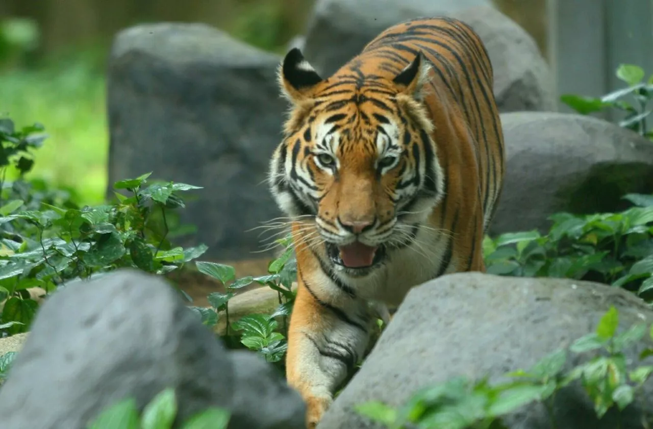 Caution issued over tiger presence near Pos Kuala Mu in Perak