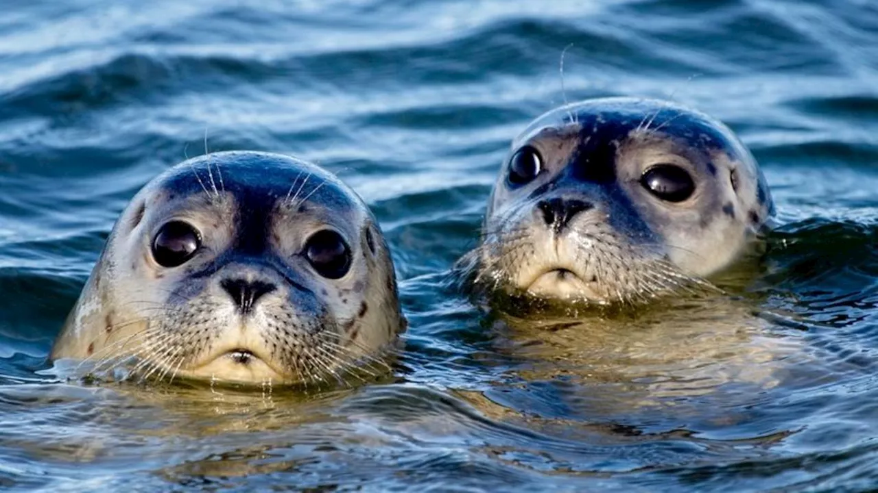 Umwelt: Weniger Seehunde im Wattenmeer gezählt