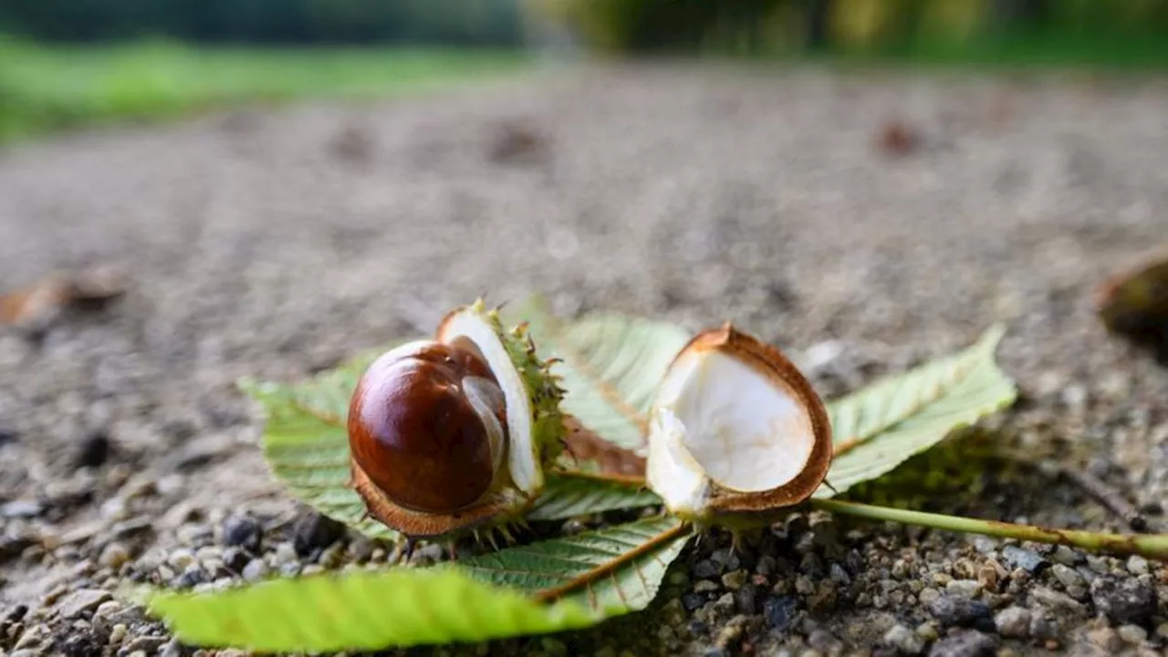 Wetter: Ungemütliches, mildes Wetter in Rheinland-Pfalz und Saarland