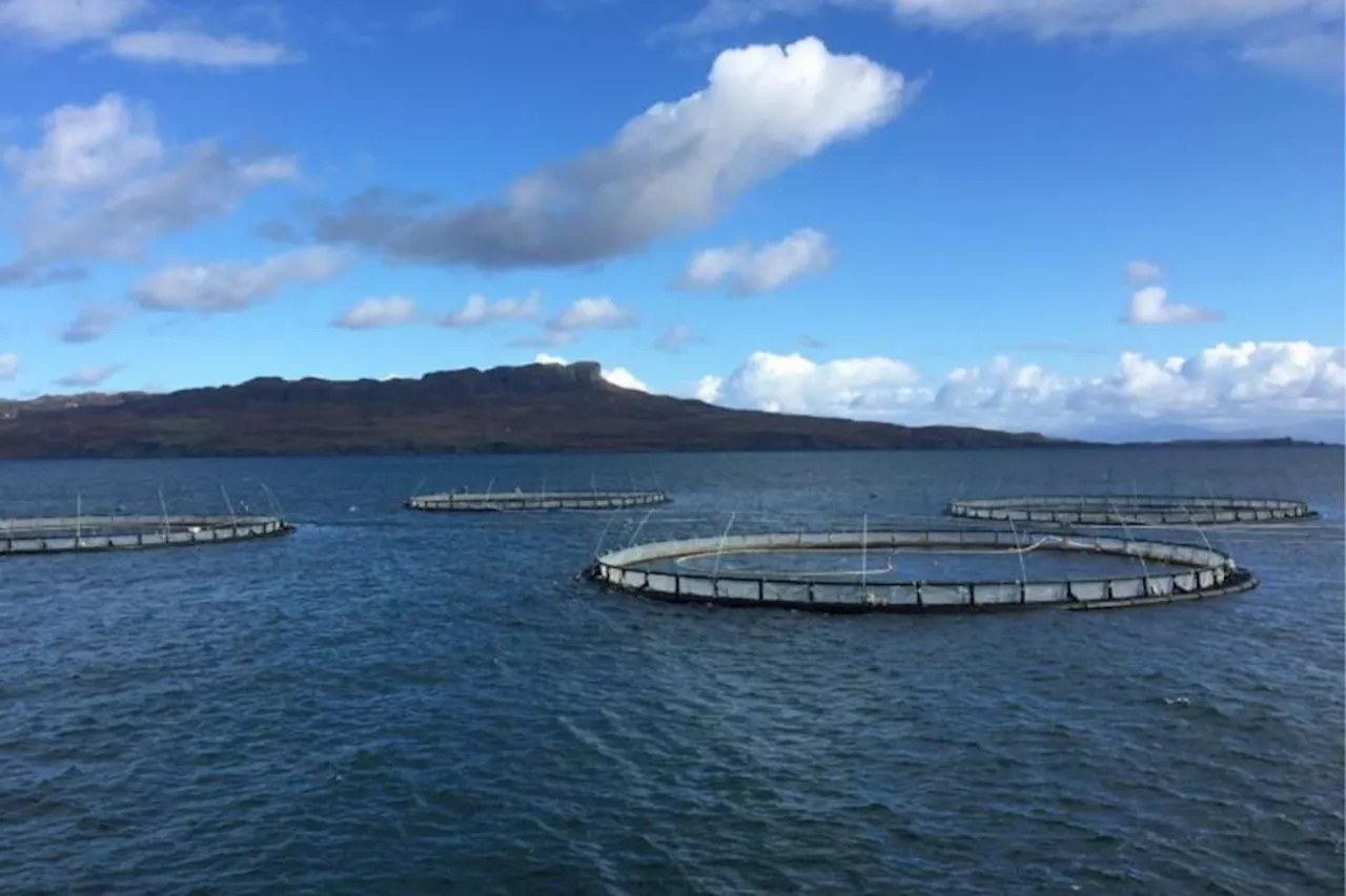 Scottish fishfarming giant MOWI wins legal ban against activist