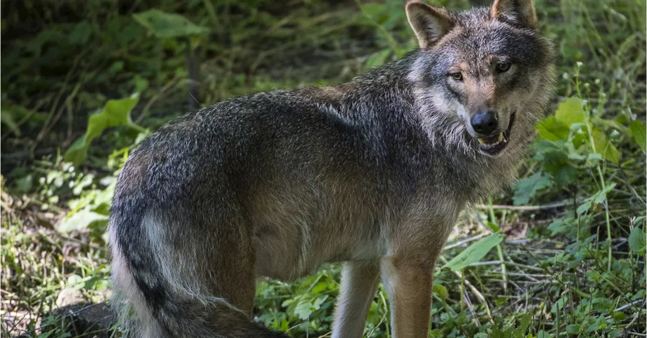 Ännu ett vargangrepp på Linderödsåsen – kviga ihjälbiten