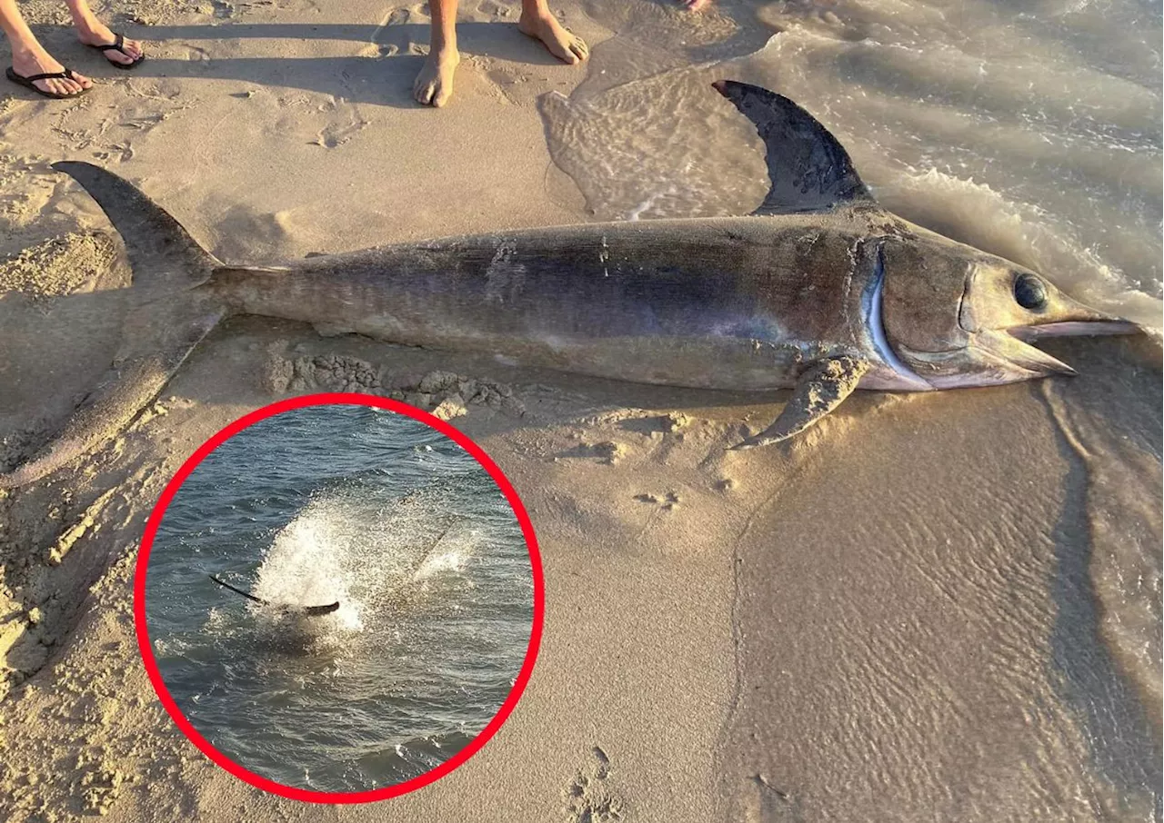 WATCH: Large sword fish beached on Gordons Bay