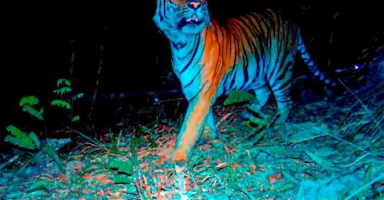 Caution issued over tiger presence near Pos Kuala Mu in Perak